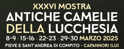 cam25