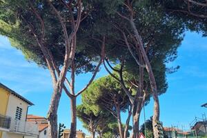Riqualificazione via Vittorio Veneto da via Trieste a via Garibaldi a Camaiore: le associazioni ambientaliste chiedono di non tagliare i 20 Pini ed Oleandri