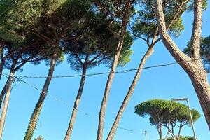 Forte dei Marmi prosegue nel programma di tutela del verde pubblico: al via il secondo intervento preventivo contro la cocciniglia tartaruga del pino