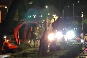 Italia Nostra Versilia: &quot;Viareggio, a via San Francesco continua la mattanza del verde pubblico&quot;