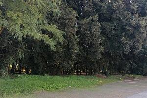 Italia Nostra Versilia: Il verde pubblico a Viareggio, un mistero &quot;buffo&quot;