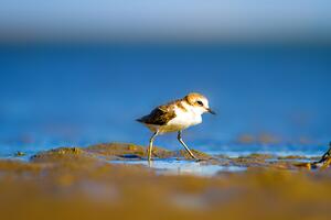 SOS Fratino: salviamo il piccolo trampoliere simbolo delle spiagge naturali