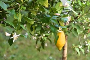 Gli agrumi tra arte e botanica: al via "L'Agrumeta" 2026