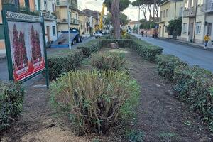 Italia Nostra Versilia: &quot;Verde pubblico a Viareggio, anno zero&quot;