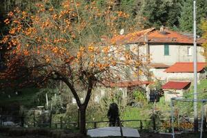 Domani festa della Toscana 2025: il kaki del Prado Piano di Carbonaia, Mulina di Stazzema