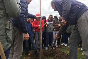 Seravezza: Piantumazione di sei olivi quercetani e numerose specie arboree, lunedì 10 e martedì 11 novembre