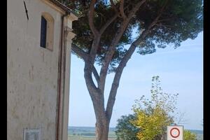 Italia Nostra Versilia: "Chiesa di Massaciuccoli a Massarosa, un altro pino in pericolo"