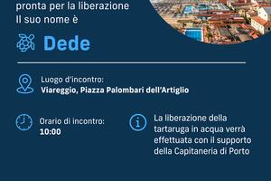 A Viareggio domenica 14 giugno l’Italian Turtle Day, Plastic Free promuove la liberazione della tartaruga Ded