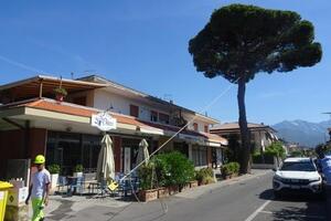Pino di via Piave a Forte dei Marmi: le verifiche confermano la stabilità dell'albero. Revocata la procedura di abbattimento.
