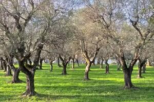 Seravezza: passeggiata tra uliveti, marginette e arte accompagnati dallo storico Lorenzo Marcuccetti