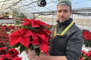 Versilia: Coldiretti Lucca, Stelle di Natale clima-resistenti, vintage e multicolore, la risposta del florovivaismo ai tempi che cambiano