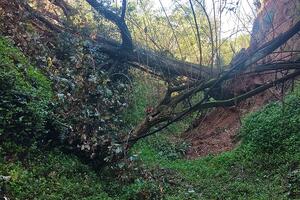 Intervento sul fosso Bruccone a Massarosa. Rimosse le piante che ostruivano il corso d&#039;acqua