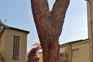 Le organizzazioni ambientaliste: "Transennatura strada per pino Chiesa Sant'Andrea: un giallo da chiarire"