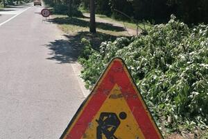 Italia Nostra Versilia: "Potatura degli alberi nel viale Dei Tigli a Viareggio in periodo di nidificazione"
