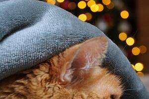 L'appello del Comune di Pietrasanta contro i botti di Capodanno