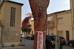 Italia Nostra Versilia: "Il pino di Sant'Andrea è salvo"