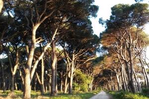Italia Nostra Versilia per una discontinuità con la precedente gestione del parco di San Rossore