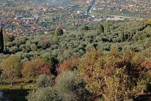 Italia Nostra Versilia fa un esposto contro l'amministrazione comunale di Forte dei Marmi per impedire la costruzione di 23 villette in una zona considerata bosco dalla Regione