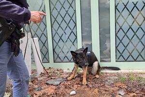 Cane antidroga della polizia trova stupefacenti nascosti nella pineta di Ponente a Viareggio: è nova