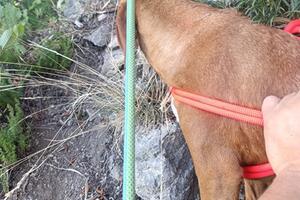 Il Soccorso Alpino di Querceta salva un cane rimasto bloccato sul Monte Forato