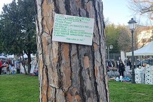 La proposta di Italia Nostra Versilia: "Un cartello su ogni albero"