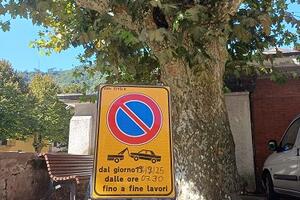 Seravezza: platano ammalorato in piazza Ponte Nuovo. Venerdì 19 settembre l&#039;abbattimento per motivi di sicurezza