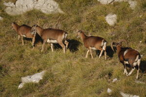 Al via il conteggio primaverile dei mufloni nel Parco delle Alpi Apuane