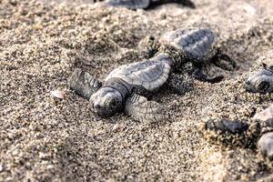 Caretta Caretta: ordinanza a tutela del nido sulla spiaggia libera &quot;Le Dune&quot; in vista della schiusa