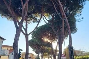 Tutelare i pini di Via Vittorio Veneto: incontro pubblico 13 agosto, ore 21 alla Pinetina di Via Trieste, Lido di Camaiore