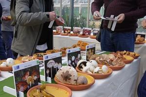 Funghi, bilancio 2025: i micologi dell’Azienda USL Toscana nord ovest puntano sulla prevenzione