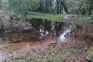 Italia Nostra Versilia: Viareggio, pineta di Ponente, come mai gli alberi cascano?