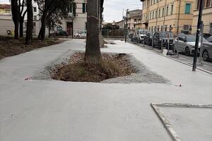 Italia Nostra Versilia: "Riducendo lo spazio vitale agli alberi, con colate di cemento in piazza Piave e piazza della Rimembranza, si prospetta la loro fine"