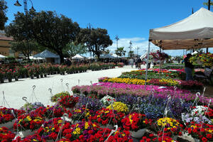 A Tonfano tutto pronto per &quot;Marina in fiore&quot;
