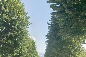 Forte dei Marmi: al via gli interventi di abbattimento e ripiantumazione di alberature comunali