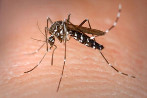 Dengue: come difendersi dalle zanzare e perché la prevenzione riguarda tutti i cittadini