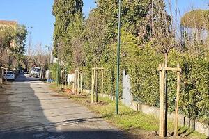 Forte dei Marmi: bilancio verde pubblico con quota 5.833 alberi e incremento netto di 411 piante rispetto al 2024