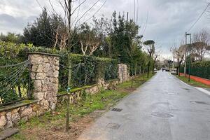 Rafforzamento del patrimonio arboreo: nuove piantumazioni a Forte dei Marmi