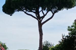 Pino di Via Piave, il Comune di Forte dei Marmi dispone ulteriori verifiche tecniche prima di ogni decisione definitiva