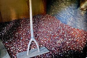 Il comune di Stazzema è socio fondatore del Distretto rurale castanicolo: una rete di promozione e sostegno alla filiera della castagna per i soggetti coinvolti da questa antica tradizione oggi attività economica