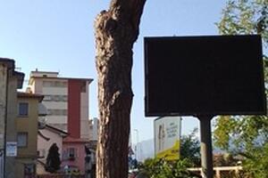 Abbattimento pini in via Cei: Italia Nostra Versilia ha inviato diffida all'Amministrazione di Viareggio