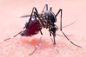 Primo caso di West Nile Virus in Toscana: lo segnala la consigliera del Consorzio Maria Teresa Baldini