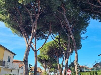 Riqualificazione via Vittorio Veneto da via Trieste a via Garibaldi a Camaiore: le associazioni ambientaliste chiedono di non  tagliare i  20 Pini ed Oleandri