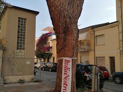 Abbattere il pino secolare di Sant'Andrea a Viareggio sarebbe un atto vandalico: l'appello di Italia Nostra Versilia