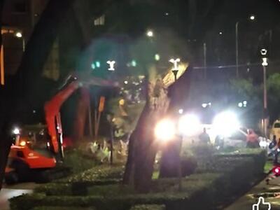 Italia Nostra Versilia: &quot;Viareggio, a via San Francesco continua la mattanza del verde pubblico&quot;