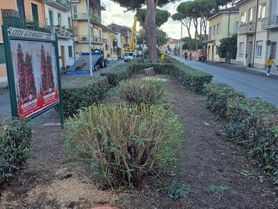 Italia Nostra Versilia: &quot;Verde pubblico a Viareggio, anno zero&quot;