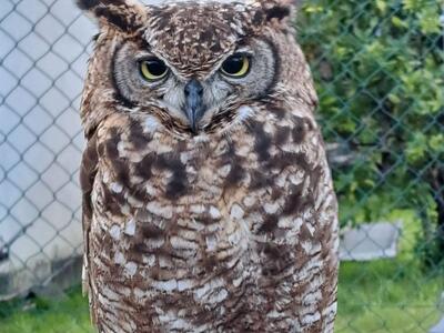 Seravezza: spazio anche agli animali alla fiera di San Giuseppe, presenti cavalli, mucche, asini, capre e rapaci