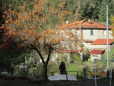 Domani festa della Toscana 2025: il kaki del Prado Piano di Carbonaia, Mulina di Stazzema