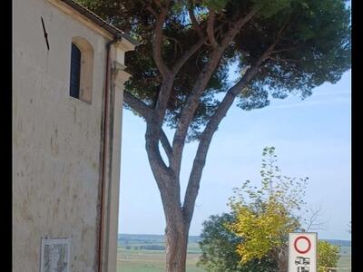Italia Nostra Versilia: "Chiesa di Massaciuccoli a Massarosa, un altro pino in pericolo"