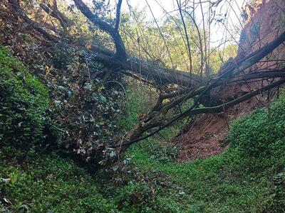 Intervento sul fosso Bruccone a Massarosa. Rimosse le piante che ostruivano il corso d'acqua