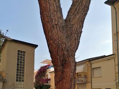 Le organizzazioni ambientaliste: "Transennatura strada per pino Chiesa Sant'Andrea: un giallo da chiarire"